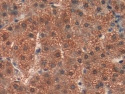 Invitrogen Prohibitin Polyclonal Antibody 200 &mu;L; Unconjugated:Antibodies,
