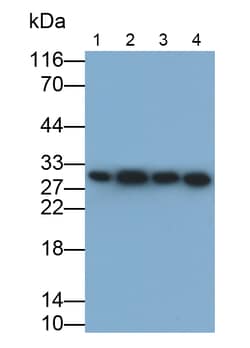 Invitrogen Prohibitin Polyclonal Antibody 200 &mu;L; Unconjugated:Antibodies,