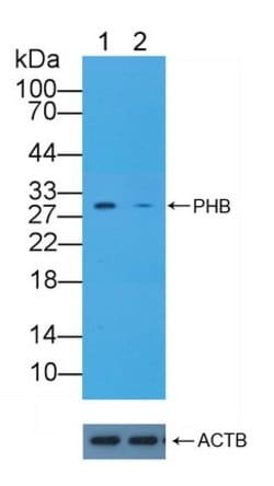 Invitrogen Prohibitin Polyclonal Antibody 200 &mu;L; Unconjugated:Antibodies,