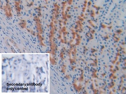 Invitrogen GCDFP-15 Polyclonal Antibody 20 &mu;L; Unconjugated:Antibodies,