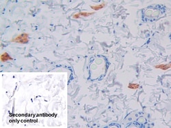 Invitrogen GCDFP-15 Polyclonal Antibody 20 &mu;L; Unconjugated:Antibodies,