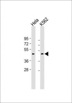 Invitrogen Myostatin Polyclonal Antibody 200 &mu;L; Unconjugated:Anticorps,