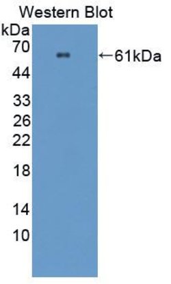 Invitrogen PRCP Polyclonal Antibody 200 &mu;L; Unconjugated:Antibodies,