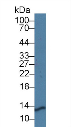 Invitrogen PRCP Polyclonal Antibody 200 &mu;L; Unconjugated:Antibodies,
