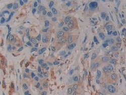 Invitrogen PSAP Polyclonal Antibody 200 &mu;L; Unconjugated:Antibodies,