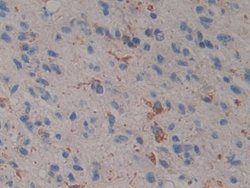 Invitrogen PSAP Polyclonal Antibody 200 &mu;L; Unconjugated:Antibodies,