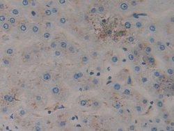 Invitrogen PSAP Polyclonal Antibody 200 &mu;L; Unconjugated:Antibodies,