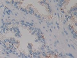 Invitrogen PSAP Polyclonal Antibody 200 &mu;L; Unconjugated:Antibodies,