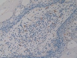 Invitrogen PSAP Polyclonal Antibody 200 &mu;L; Unconjugated:Antibodies,