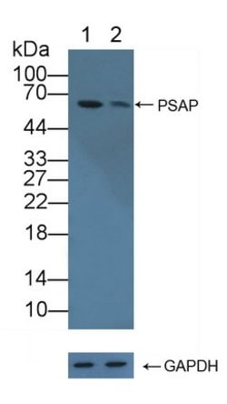 Invitrogen PSAP Polyclonal Antibody 200 &mu;L; Unconjugated:Antibodies,
