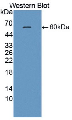 Invitrogen PSAP Polyclonal Antibody 200 &mu;L; Unconjugated:Antibodies,