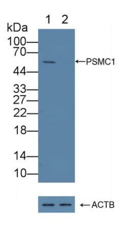 Invitrogen PSMC1 Polyclonal Antibody:Antibodies:Primary Antibodies