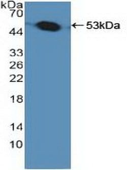 Invitrogen PSMC1 Polyclonal Antibody:Antibodies:Primary Antibodies