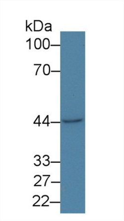 Invitrogen PSMD6 Polyclonal Antibody:Antibodies:Primary Antibodies