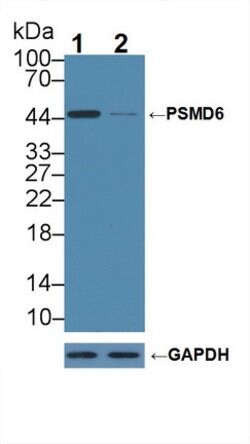 Invitrogen PSMD6 Polyclonal Antibody:Antibodies:Primary Antibodies