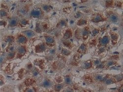 Invitrogen PSMD9 Polyclonal Antibody 200 &mu;L; Unconjugated:Antibodies,