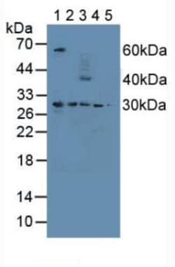 Invitrogen PSMD9 Polyclonal Antibody 200 &mu;L; Unconjugated:Antibodies,