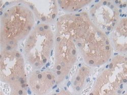 Invitrogen PSMB6 Polyclonal Antibody 200 &mu;L; Unconjugated:Antibodies,