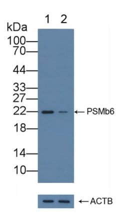Invitrogen PSMB6 Polyclonal Antibody 200 &mu;L; Unconjugated:Antibodies,
