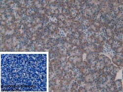 Invitrogen ERp72 Polyclonal Antibody 20 &mu;L; Unconjugated:Antibodies,