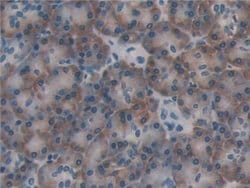 Invitrogen ERp72 Polyclonal Antibody:Antibodies:Primary Antibodies