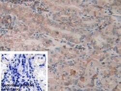 Invitrogen ERp72 Polyclonal Antibody 20 &mu;L; Unconjugated:Antibodies,