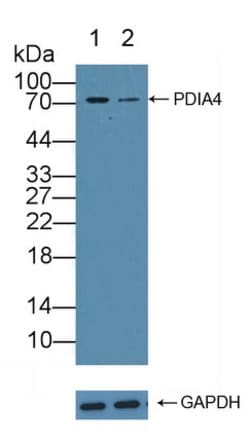 Invitrogen ERp72 Polyclonal Antibody:Antibodies:Primary Antibodies