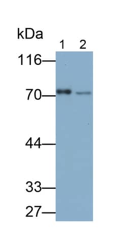 Invitrogen ERp72 Polyclonal Antibody 20 &mu;L; Unconjugated:Antibodies,