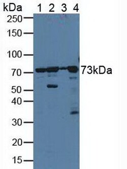 Invitrogen ERp72 Polyclonal Antibody 20 &mu;L; Unconjugated:Antibodies,