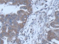 Invitrogen POFUT1 Polyclonal Antibody:Antibodies:Primary Antibodies