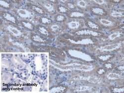 Invitrogen POFUT1 Polyclonal Antibody 200 &mu;L; Unconjugated:Antibodies,