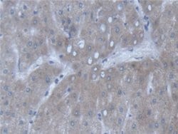 Invitrogen POFUT1 Polyclonal Antibody:Antibodies:Primary Antibodies