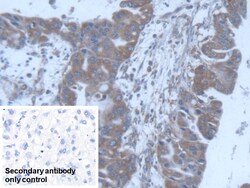 Invitrogen POFUT1 Polyclonal Antibody 200 &mu;L; Unconjugated:Antibodies,
