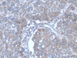 Invitrogen POFUT1 Polyclonal Antibody:Antibodies:Primary Antibodies