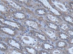 Invitrogen POFUT1 Polyclonal Antibody:Antibodies:Primary Antibodies