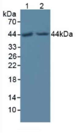 Invitrogen POFUT1 Polyclonal Antibody 200 &mu;L; Unconjugated:Antibodies,