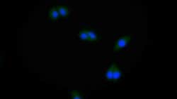 Invitrogen PPFIA1 Polyclonal Antibody 20 &mu;L; Unconjugated:Antibodies,