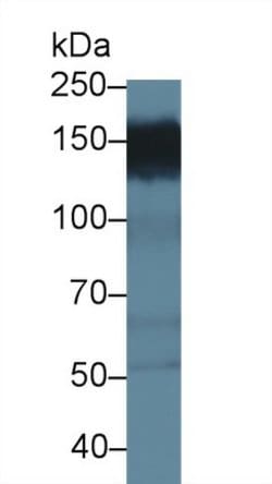 Invitrogen PPFIA1 Polyclonal Antibody 20 &mu;L; Unconjugated:Antibodies,