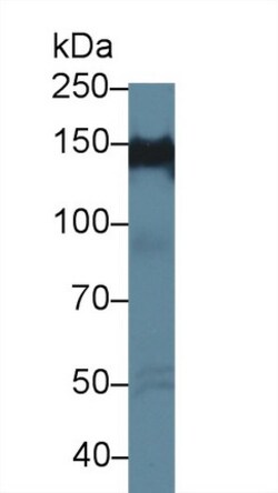 Invitrogen PPFIA1 Polyclonal Antibody 20 &mu;L; Unconjugated:Antibodies,