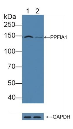 Invitrogen PPFIA1 Polyclonal Antibody 20 &mu;L; Unconjugated:Antibodies,
