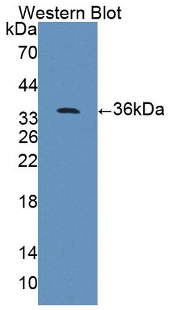 Invitrogen PPFIA1 Polyclonal Antibody 20 &mu;L; Unconjugated:Antibodies,