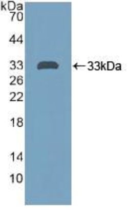 Invitrogen&trade;&nbsp;PTPRH Polyclonal Antibody