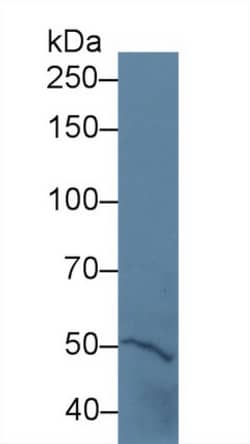 Invitrogen PTPRH Polyclonal Antibody 200 &mu;L; Unconjugated:Antibodies,