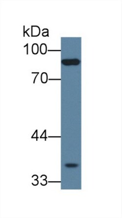 Invitrogen PCDHB15 Polyclonal Antibody 200 &mu;L | Buy Online | Invitrogen&trade; | Fisher Scientific