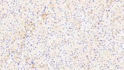 Invitrogen MIP-4 Polyclonal Antibody:Antibodies:Primary Antibodies