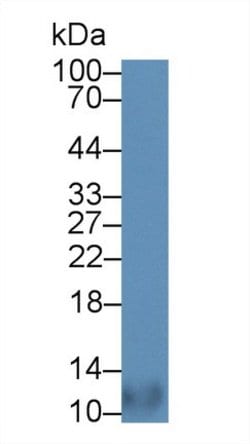 Invitrogen MIP-4 Polyclonal Antibody:Antibodies:Primary Antibodies