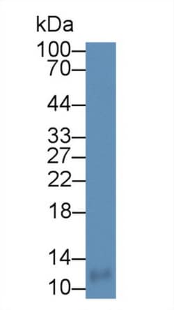Invitrogen MIP-4 Polyclonal Antibody 200 &mu;L; Unconjugated:Antibodies,