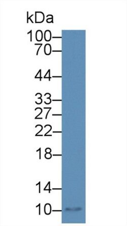 Invitrogen MIP-4 Polyclonal Antibody:Antibodies:Primary Antibodies