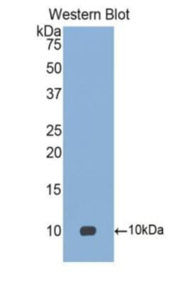 Invitrogen MIP-4 Polyclonal Antibody:Antibodies:Primary Antibodies