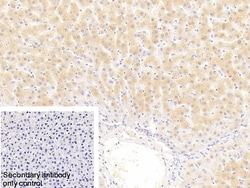 Invitrogen NPEPPS Polyclonal Antibody:Antibodies:Primary Antibodies